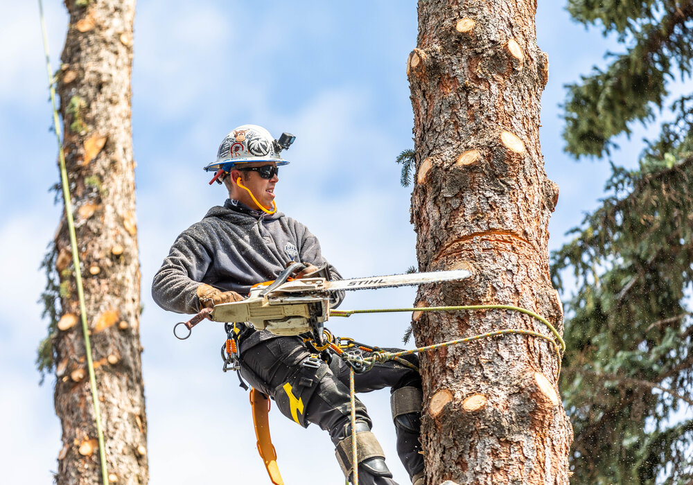 Arborist pruning high in the canopy